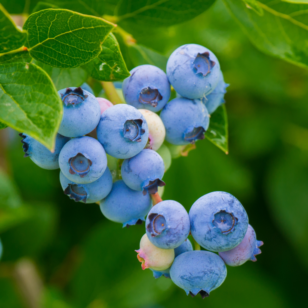 Blueberry Picking in the Lake Conroe Area Lake Conroe Homes