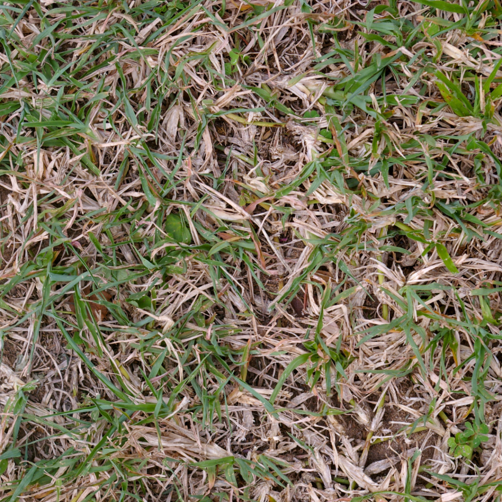 Lawn Care During a Drought Continued - Lake Conroe Homes