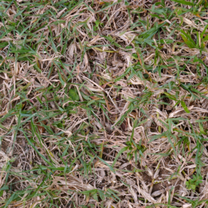 Lawn Care During a Drought