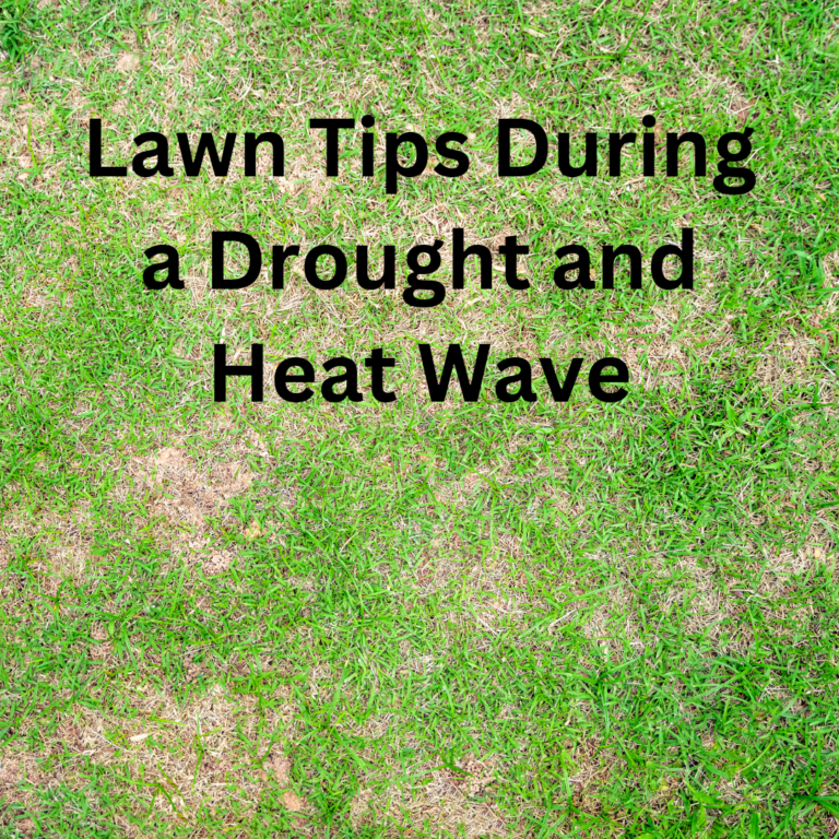 Lawn Tips During a Drought and Heat Waves - Lake Conroe Homes