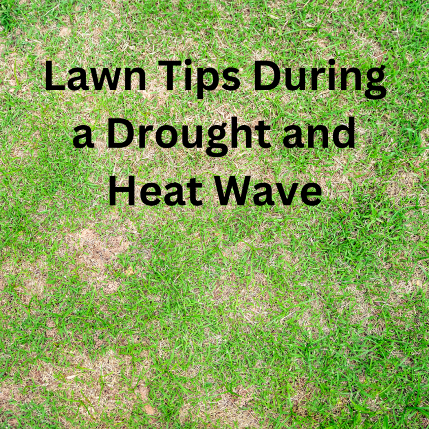 Green grass with dry, yellow spots with words Lawn Tips During a Drought and Heat Waves.