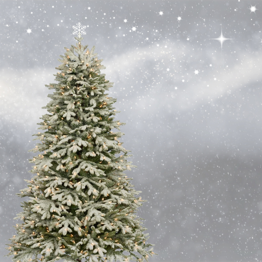 Donate your Christmas Tree