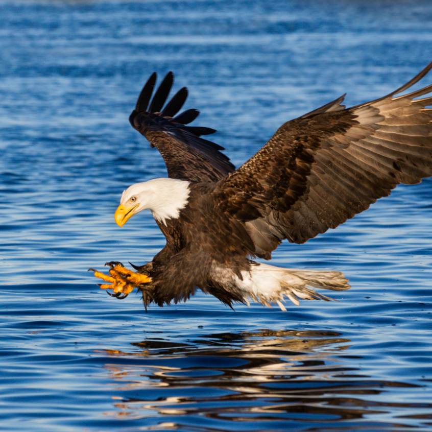 Bald Eagles on Lake Conroe