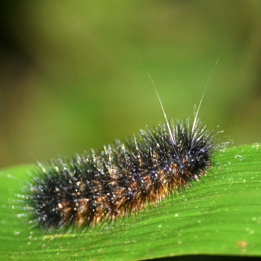 Fuzzy Caterpillars and Gardening