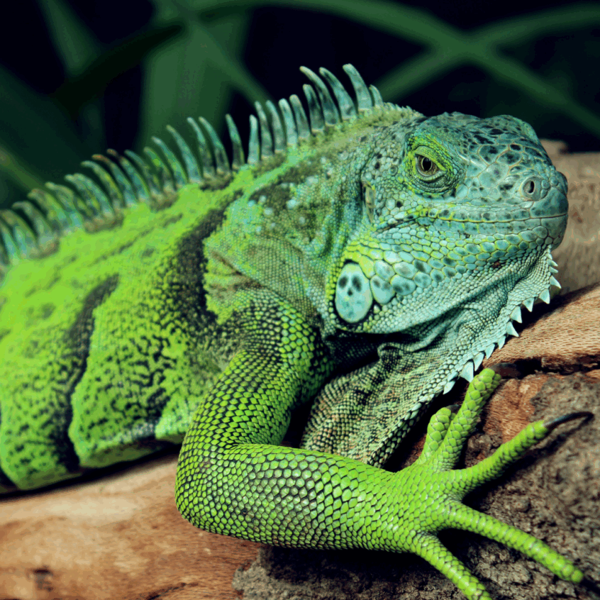 HERPS Expo